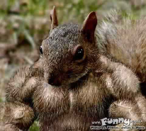 body-build-squirrel.jpg